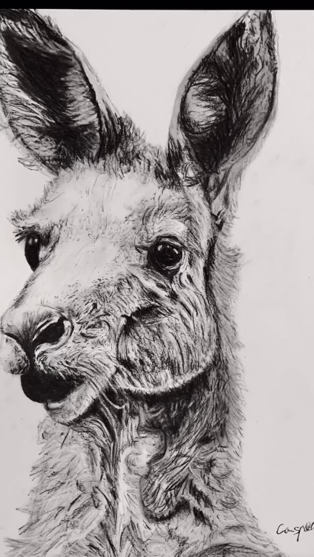 Expressive charcoal marks in Casper’s kangaroo drawing